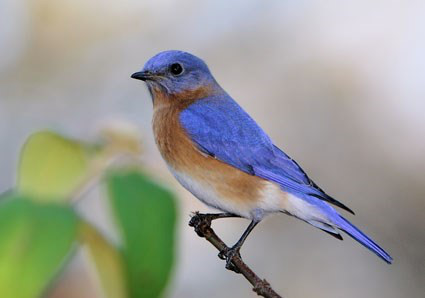 See the Bluebird Boxes